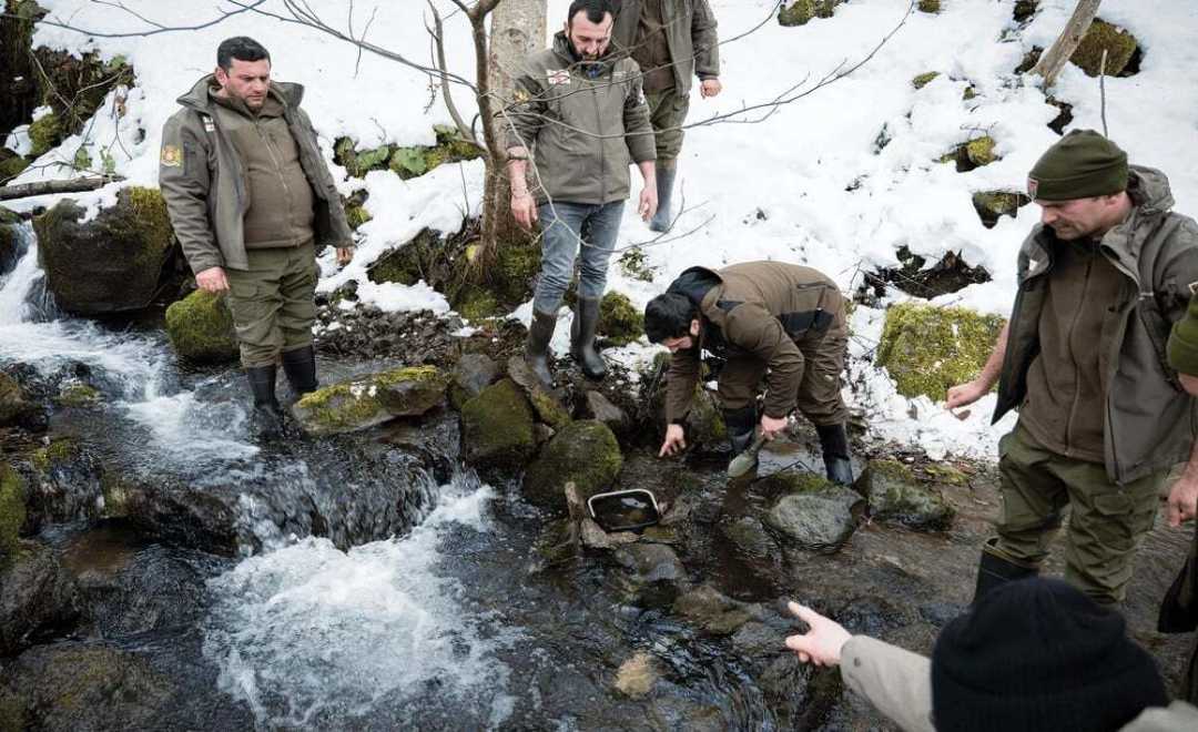 საირმეში, მდინარე წაბლარასწყალში წითელწინწკლებიანი კალმახის ქვირითი ჩაეშვა