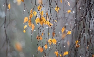 19 ნოემბრამდე საქართველოში დროგამოშვებით ნალექიანი ამინდია მოსალოდნელი